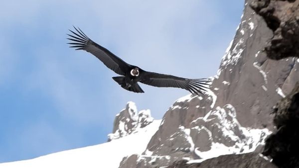Mankewen�y, Amiga del Condor (2022)